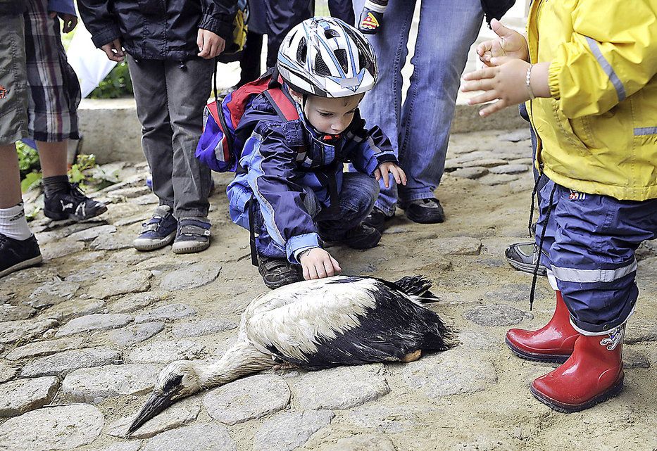 Junge Störche erhalten ihren «Pass» Berner