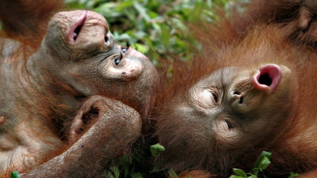 Die Opfer des Palmöl-Booms