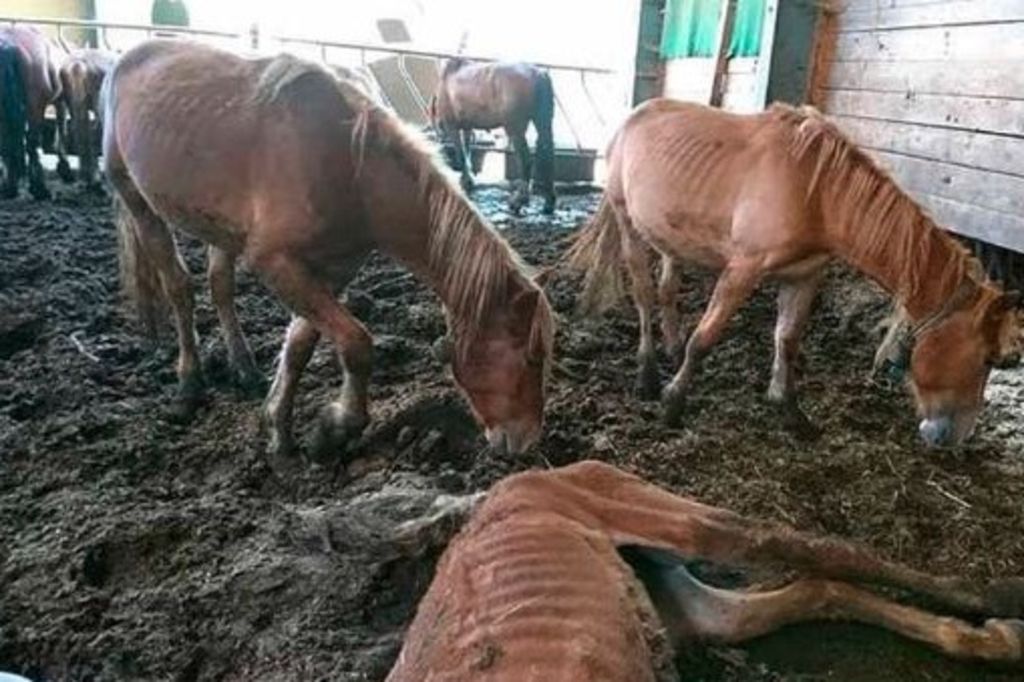 L'éleveur de chevaux aura une assistance judiciaire