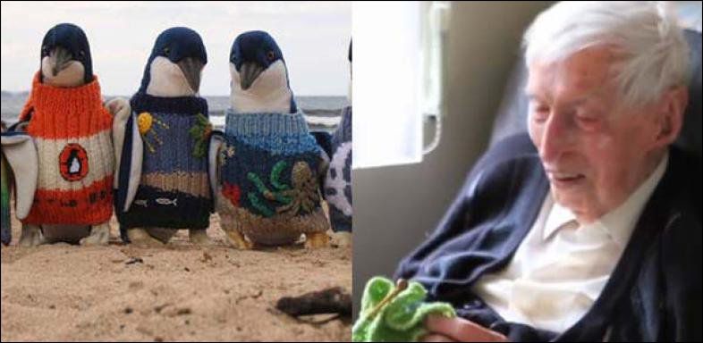 Alfred tricote pour des animaux mazoutés. Alfred tricote pour des animaux mazoutés.