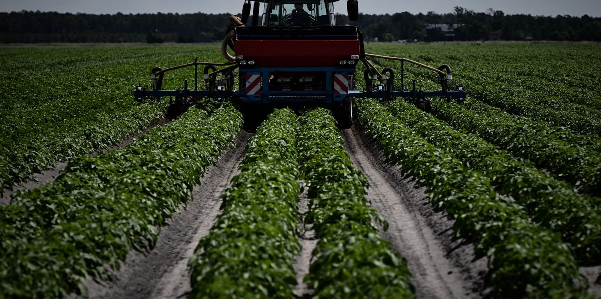 En 2025, la Suisse a stocké des patates et importé davantage de bœuf