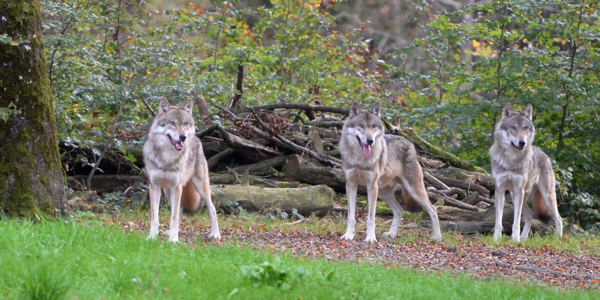 Wolf from the Chöpfenberg pack kills sheep in Pfäffikon SZ