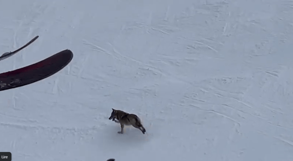 Un loup a été filmé sur une piste de ski à Flaine.