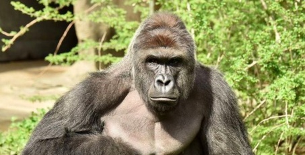 Gorilla nach Angriff auf Kind erschossen